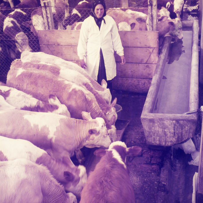 minerva_dn_1970_405_c.a.p_viisoara_005