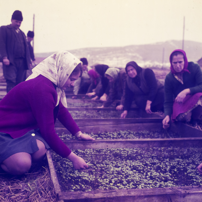 minerva_dn_1970_405_c.a.p_viisoara_006