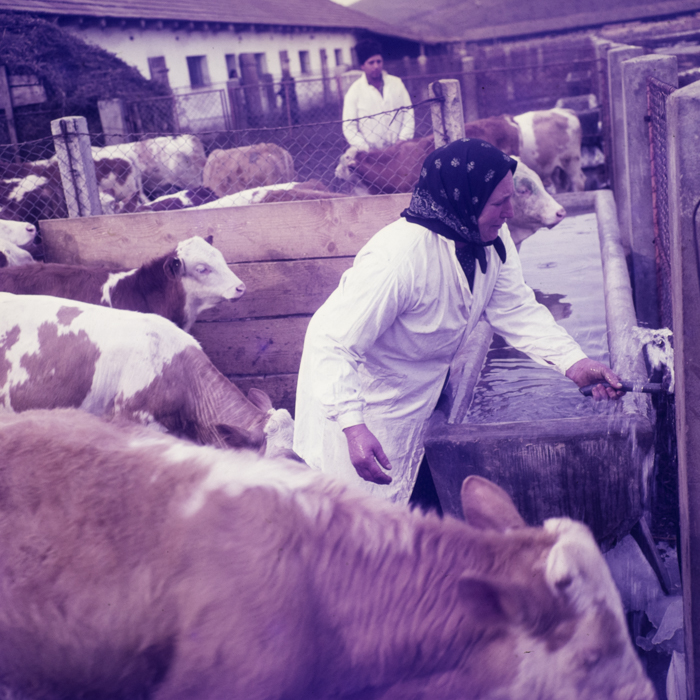 minerva_dn_1970_405_c.a.p_viisoara_007