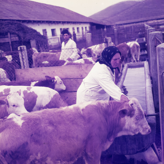 minerva_dn_1970_405_c.a.p_viisoara_008