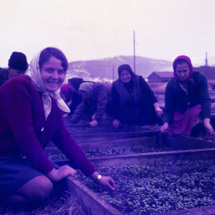 minerva_dn_1970_405_c.a.p_viisoara_009