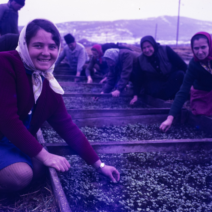 minerva_dn_1970_405_c.a.p_viisoara_010