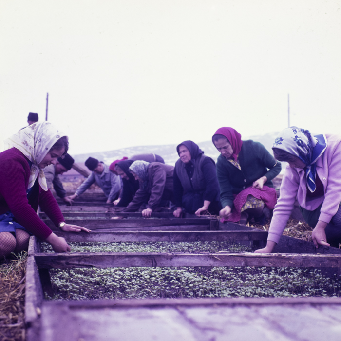 minerva_dn_1970_405_c.a.p_viisoara_011