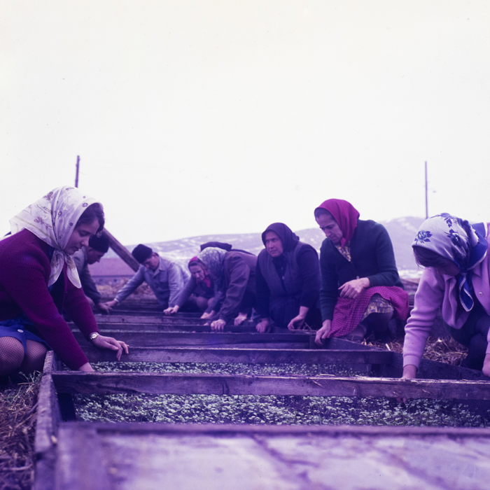 minerva_dn_1970_405_c.a.p_viisoara_012