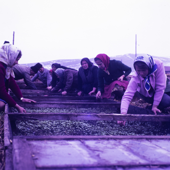 minerva_dn_1970_405_c.a.p_viisoara_013