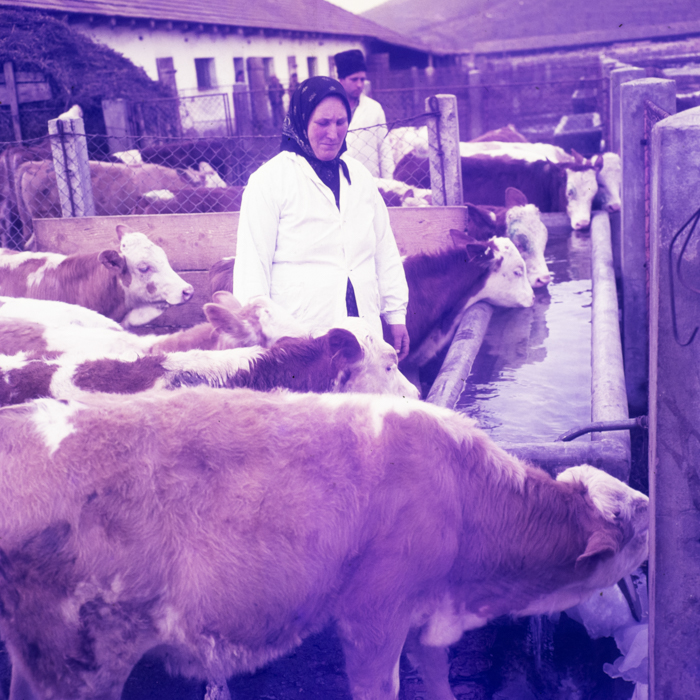 minerva_dn_1970_405_c.a.p_viisoara_014