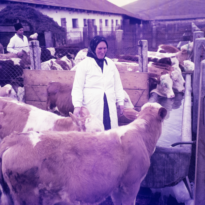 minerva_dn_1970_405_c.a.p_viisoara_015