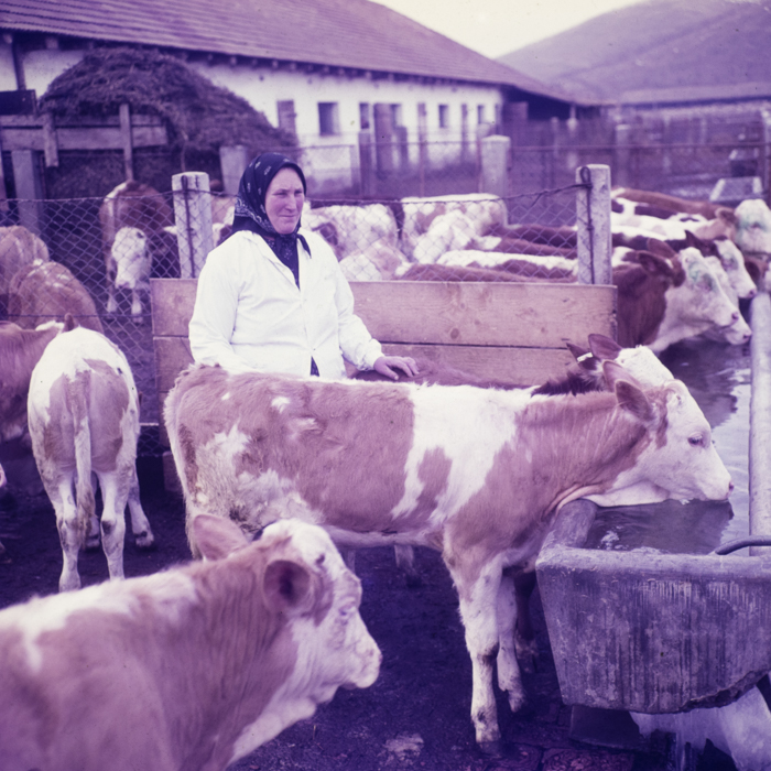 minerva_dn_1970_405_c.a.p_viisoara_017