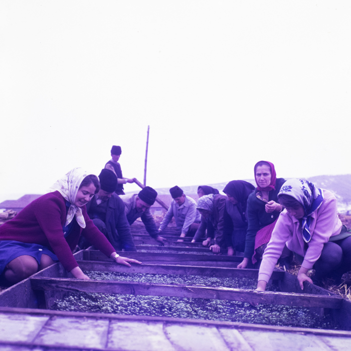 minerva_dn_1970_405_c.a.p_viisoara_018