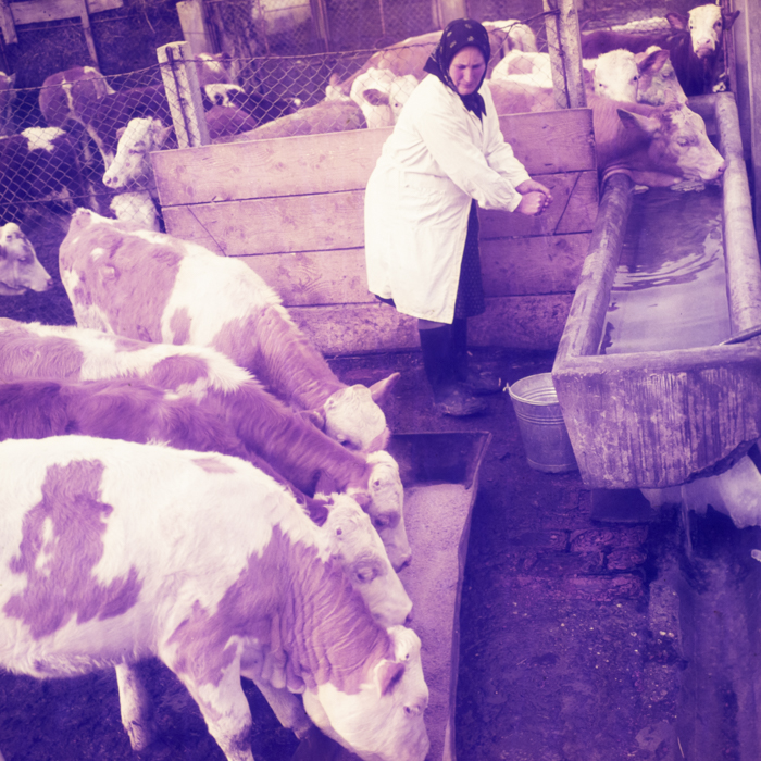 minerva_dn_1970_405_c.a.p_viisoara_019