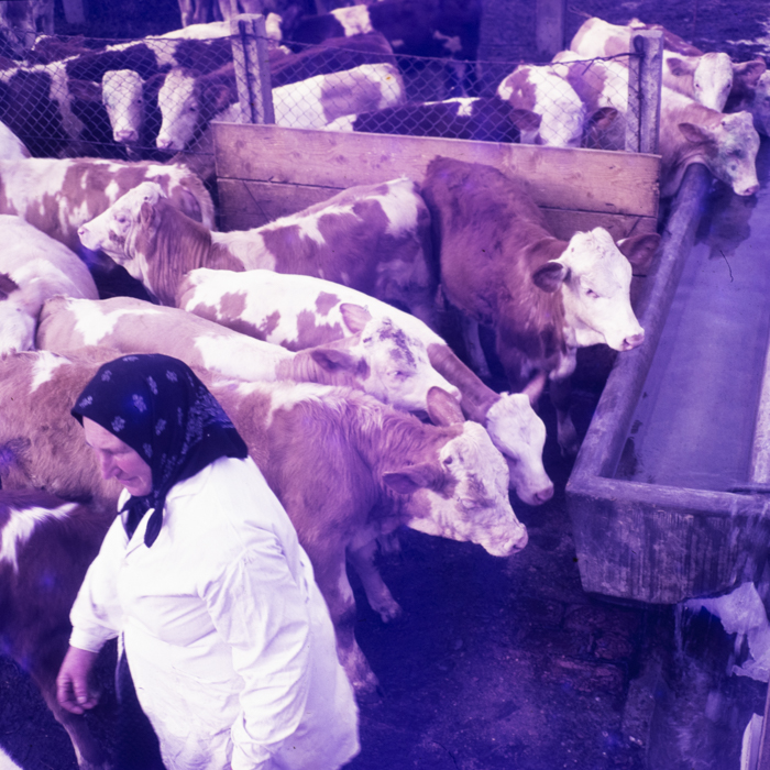 minerva_dn_1970_405_c.a.p_viisoara_021