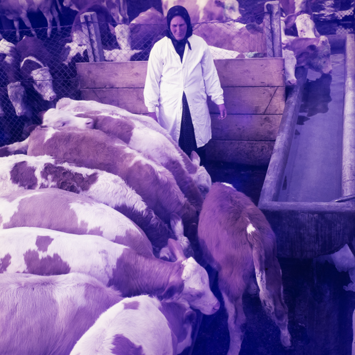 minerva_dn_1970_405_c.a.p_viisoara_023