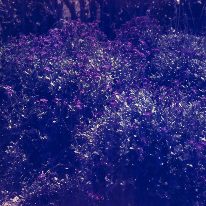 minerva_dn_1970_413_florenta_016