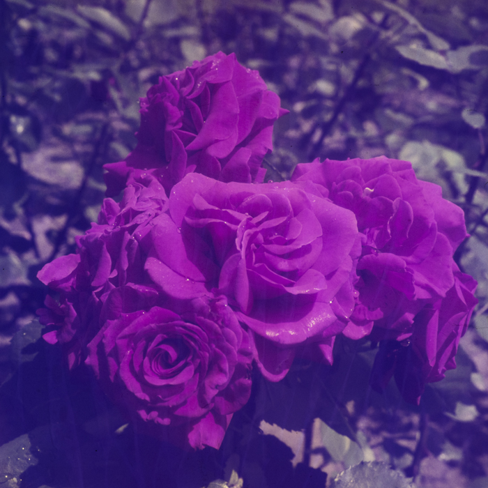 minerva_dn_1970_423_flori_rodica_trandafiri_010