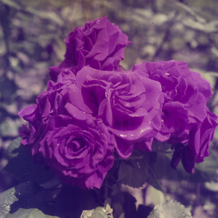 minerva_dn_1970_423_flori_rodica_trandafiri_015