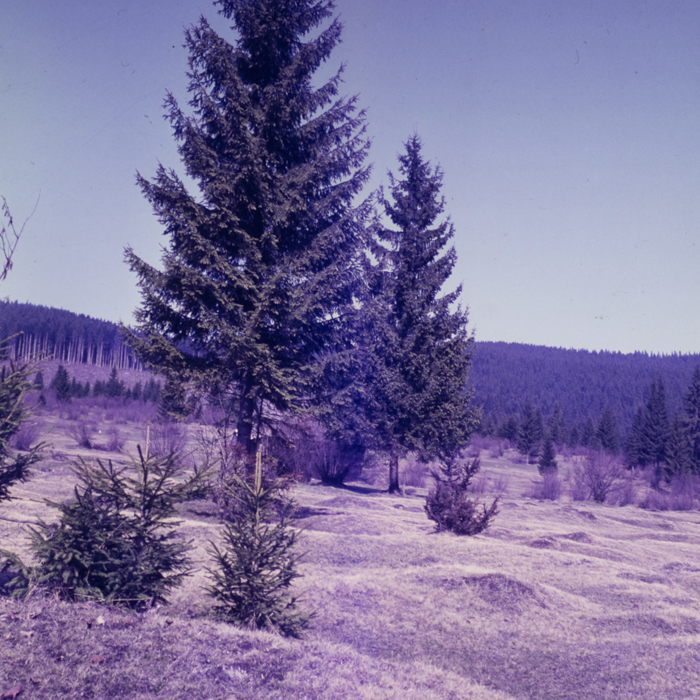 minerva_dn_1971_479_peisaje_liban_001