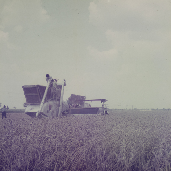 minerva_dn_1971_507_agricultura_rebreanu_nora_001
