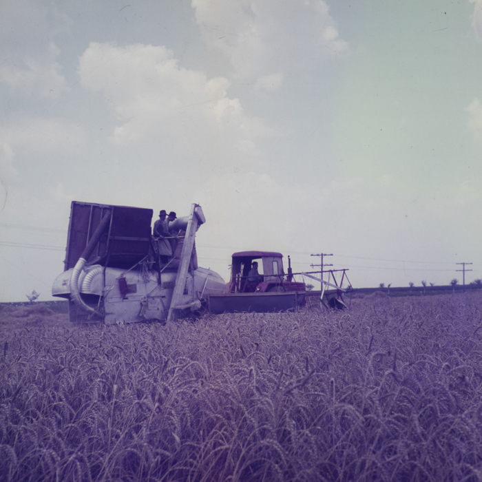 minerva_dn_1971_507_agricultura_rebreanu_nora_002