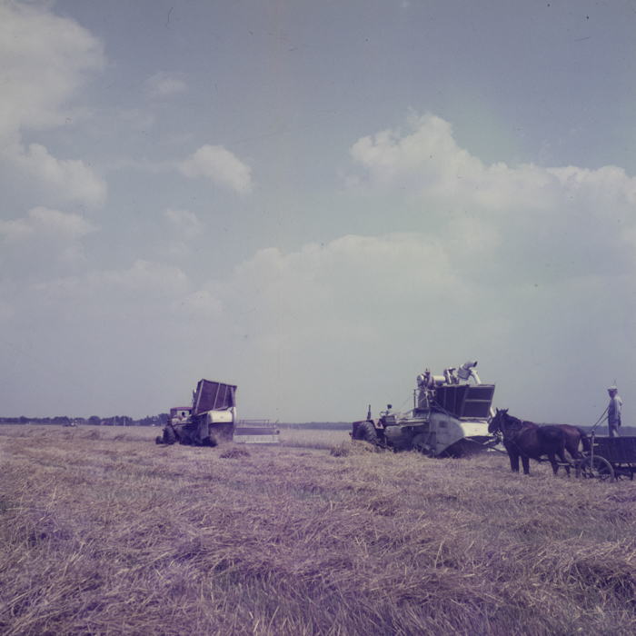 minerva_dn_1971_507_agricultura_rebreanu_nora_004