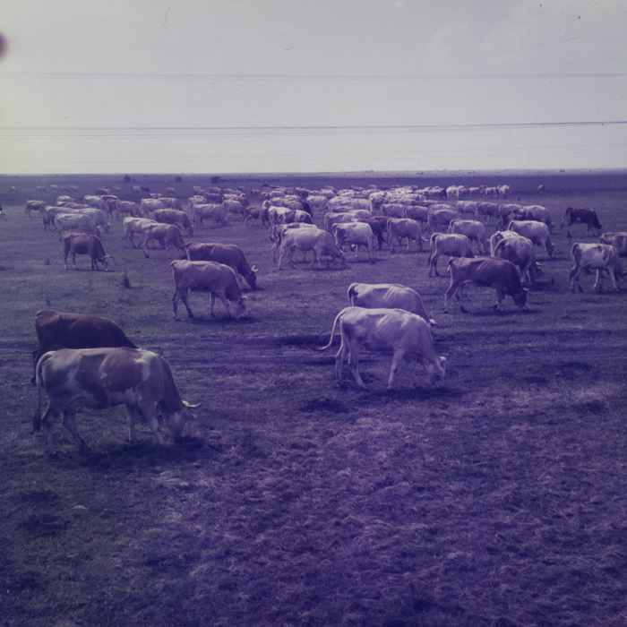 minerva_dn_1971_507_agricultura_rebreanu_nora_005