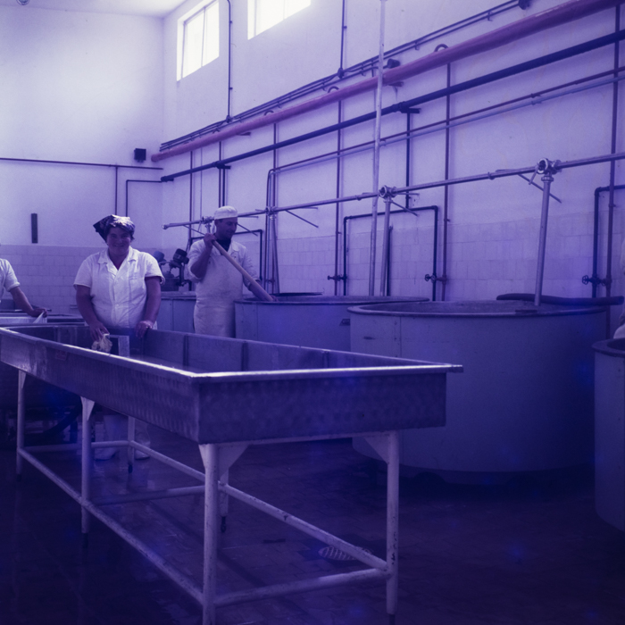 minerva_dn_1971_512_fabrica_de_produceri_lactate010