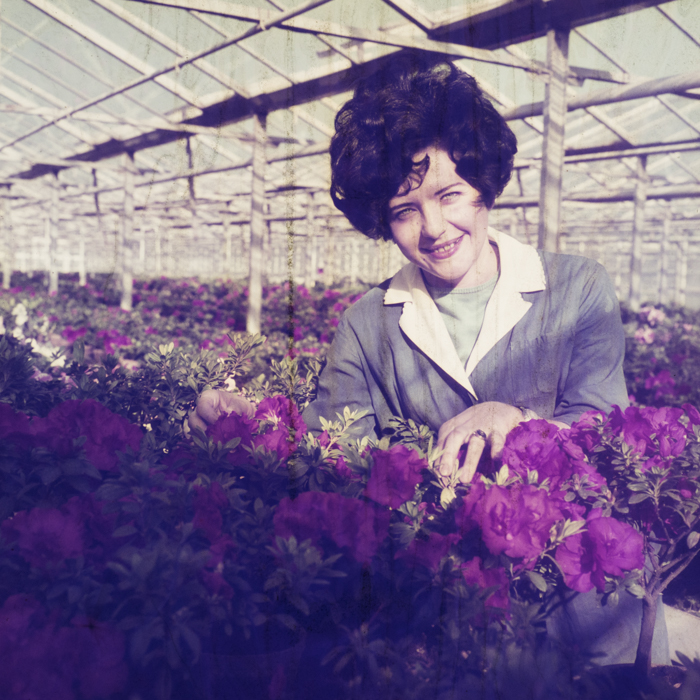 minerva_dn_1972_526_statiunea_experimentala_cluj_palocsai_001