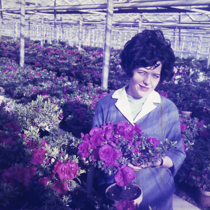 minerva_dn_1972_526_statiunea_experimentala_cluj_palocsai_003