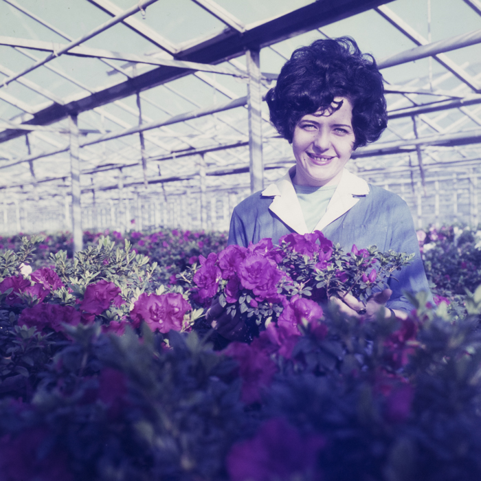 minerva_dn_1972_526_statiunea_experimentala_cluj_palocsai_006