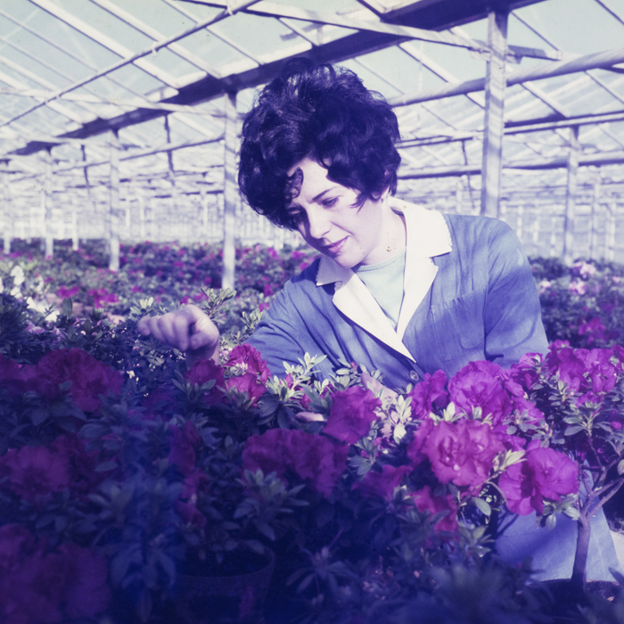 minerva_dn_1972_526_statiunea_experimentala_cluj_palocsai_007