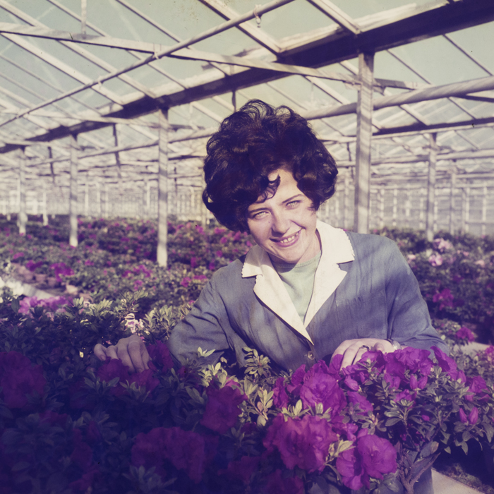 minerva_dn_1972_526_statiunea_experimentala_cluj_palocsai_011