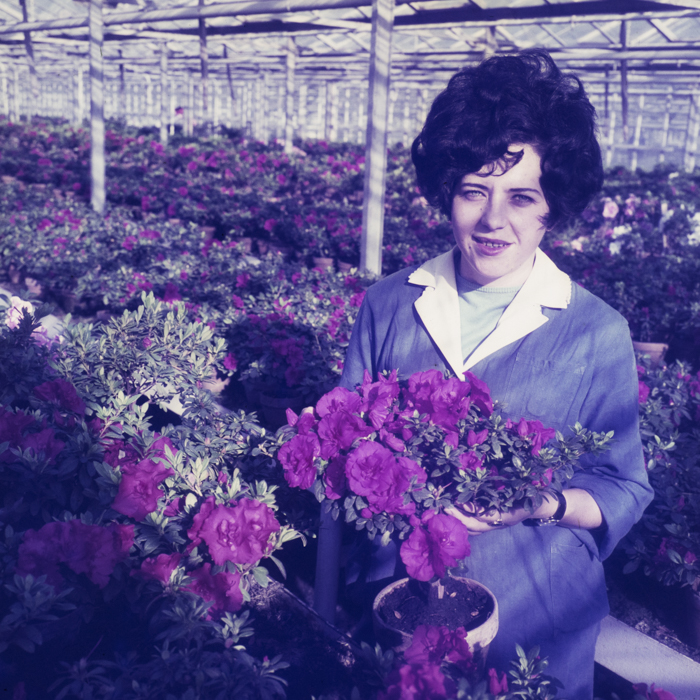 minerva_dn_1972_526_statiunea_experimentala_cluj_palocsai_012