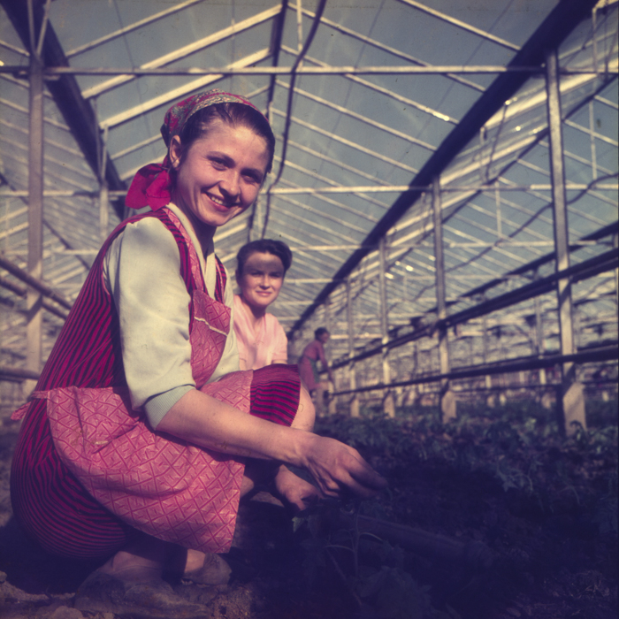 minerva_dn_1972_529_cap_acatari_001