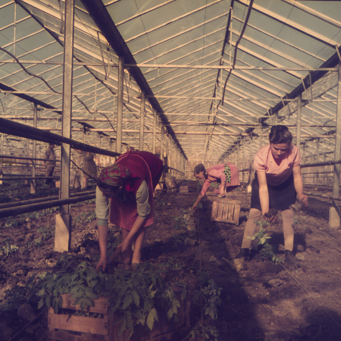 minerva_dn_1972_529_cap_acatari_003-2