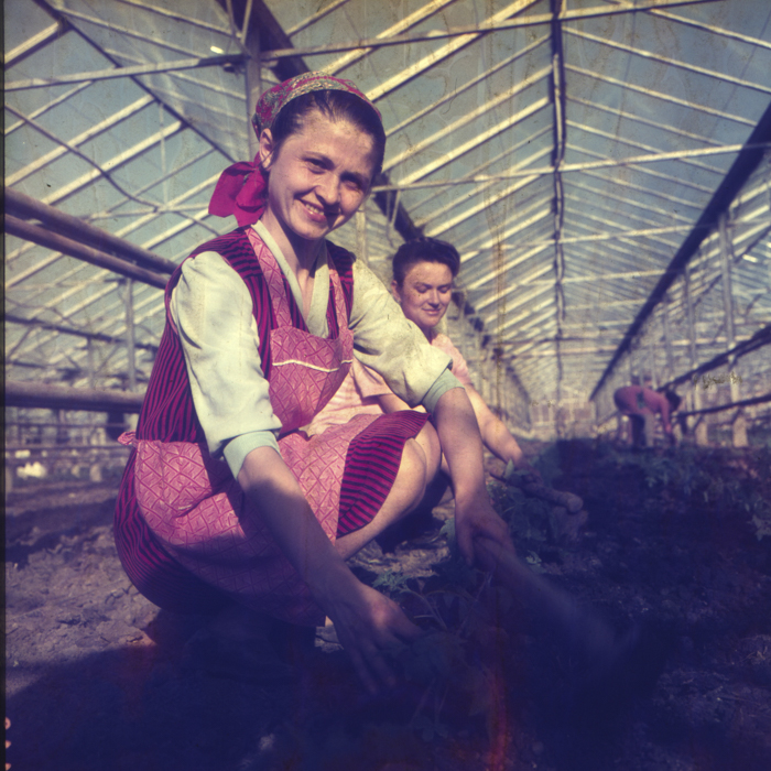 minerva_dn_1972_529_cap_acatari_004