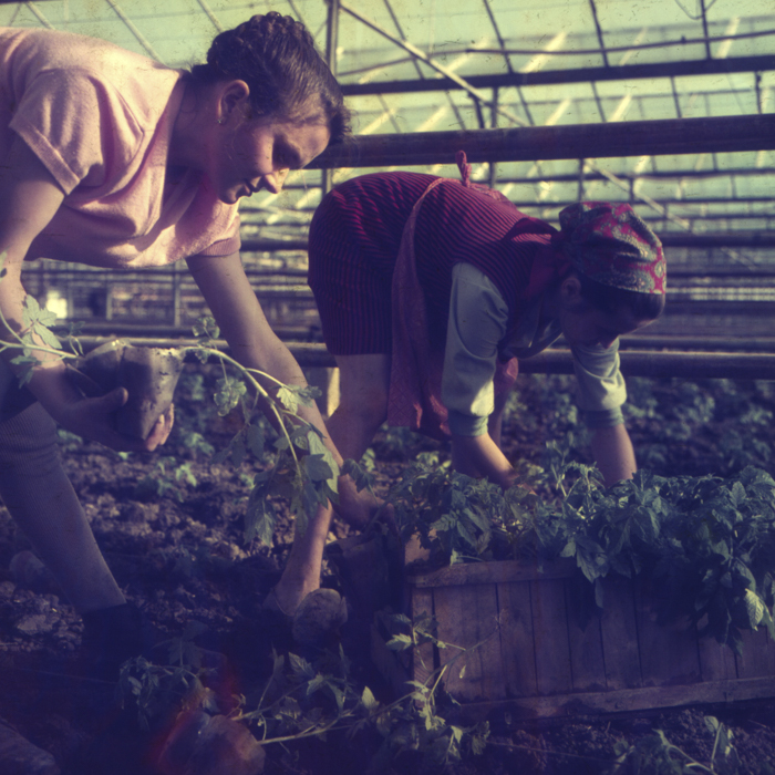 minerva_dn_1972_529_cap_acatari_006-2