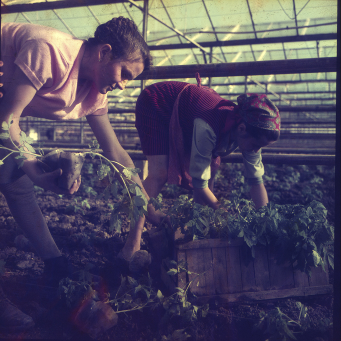 minerva_dn_1972_529_cap_acatari_006