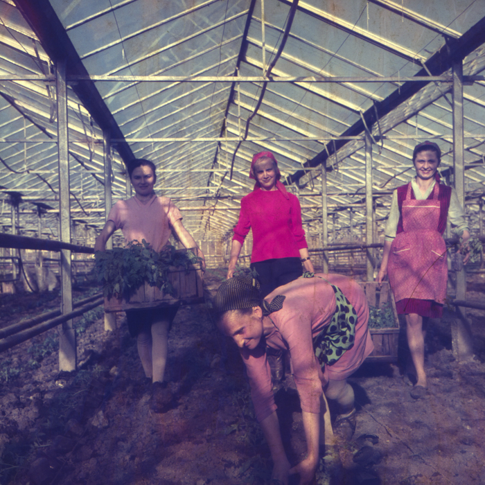 minerva_dn_1972_529_cap_acatari_007-2