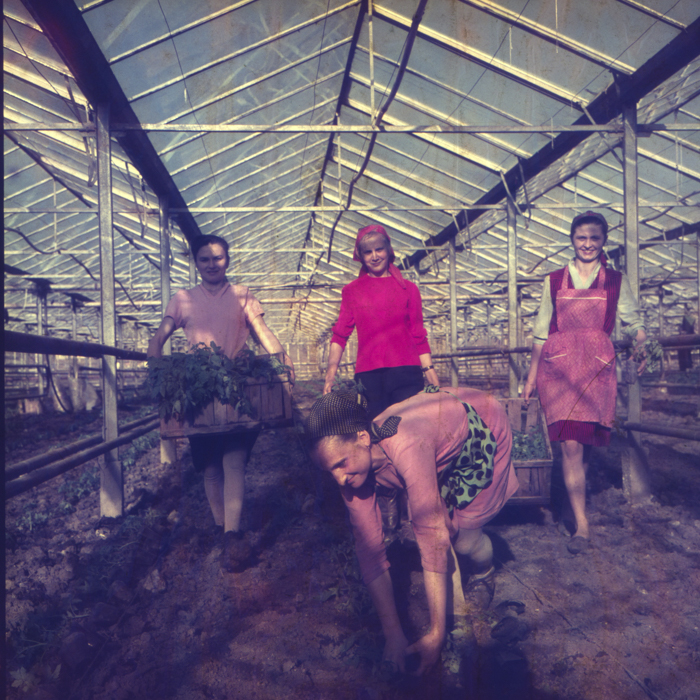 minerva_dn_1972_529_cap_acatari_007