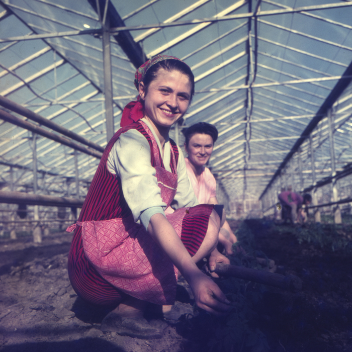 minerva_dn_1972_529_cap_acatari_008-2