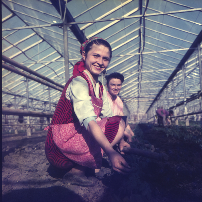 minerva_dn_1972_529_cap_acatari_008