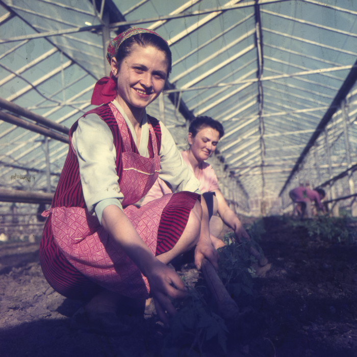 minerva_dn_1972_529_cap_acatari_009-2