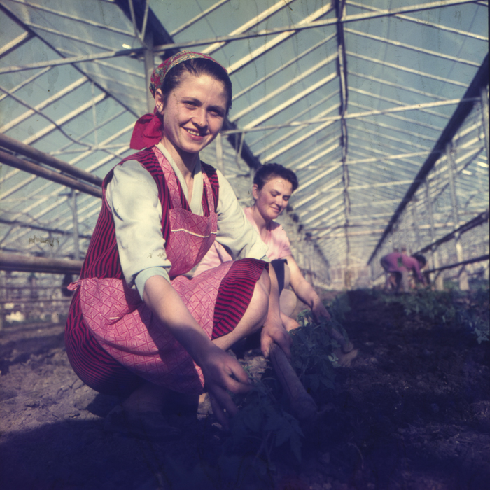 minerva_dn_1972_529_cap_acatari_009