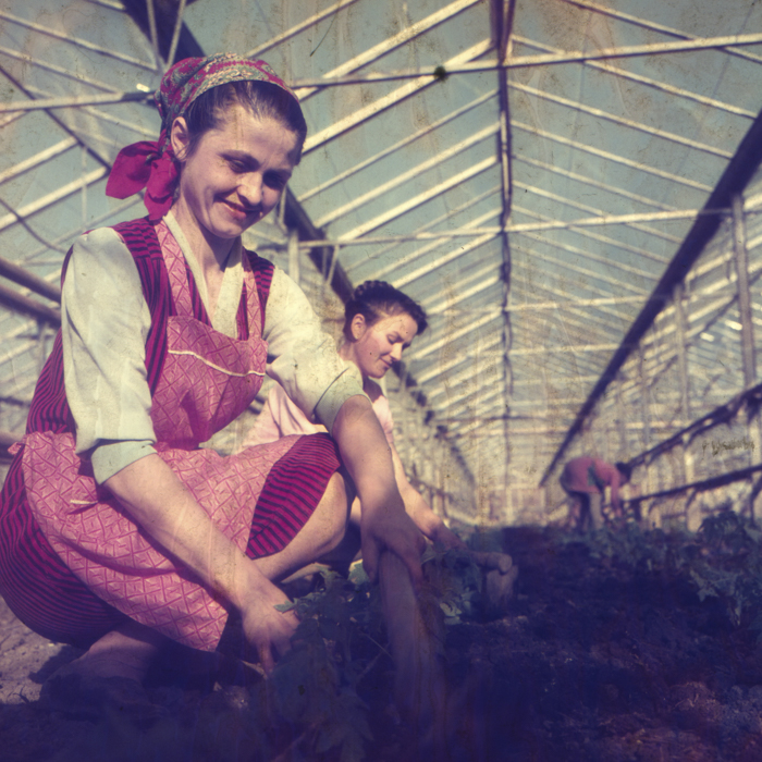 minerva_dn_1972_529_cap_acatari_010