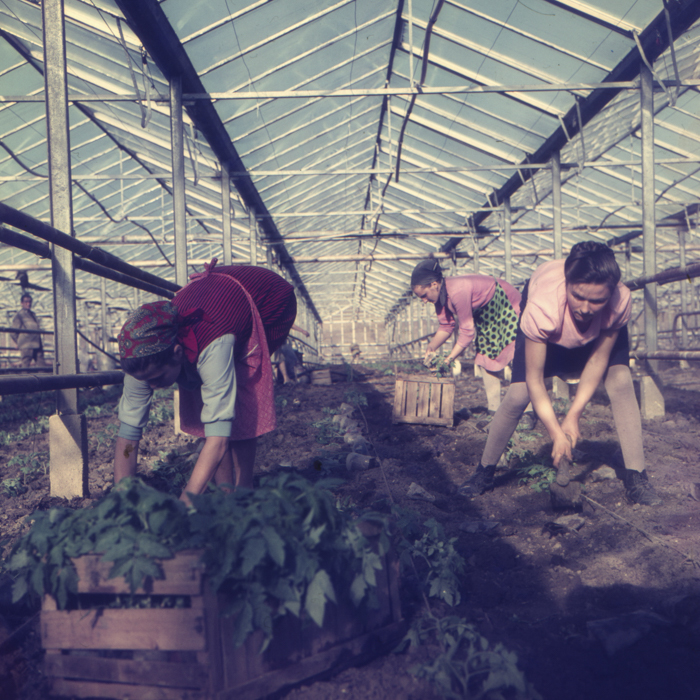 minerva_dn_1972_529_cap_acatari_011