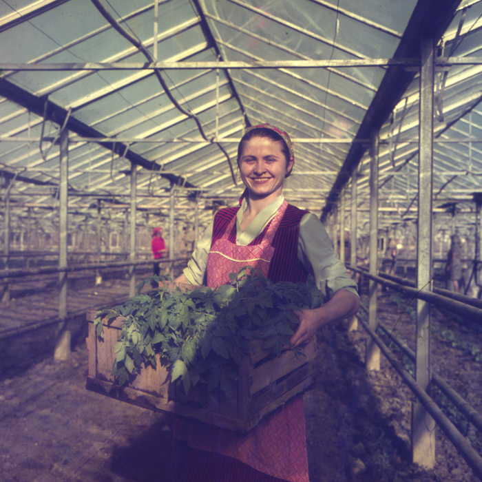 minerva_dn_1972_529_cap_acatari_012