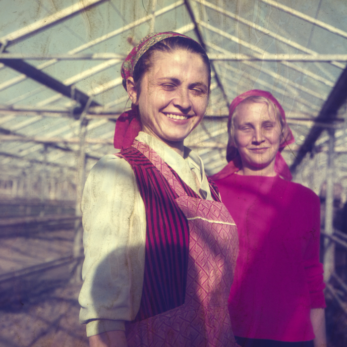 minerva_dn_1972_529_cap_acatari_013