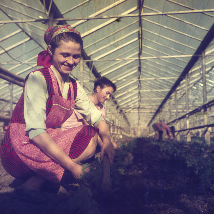 minerva_dn_1972_529_cap_acatari_015