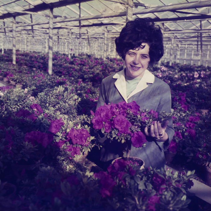 minerva_dn_1972_574_reclama_cooperatie_gilau_contractari_achizitii_012