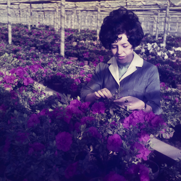 minerva_dn_1972_574_reclama_cooperatie_gilau_contractari_achizitii_013