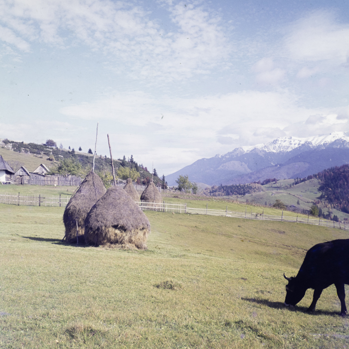 minerva_dn_1972_584_rucar_bran_pitesti_001